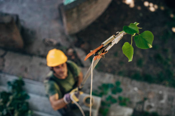 How Our Tree Care Process Works  in Bradley Beach, NJ