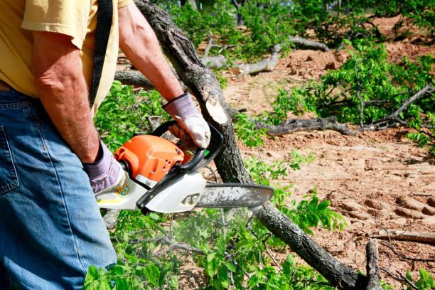 Tree and Shrub Care in Bradley Beach, NJ